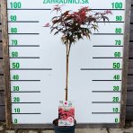 Javor dlaňolistý (Acer Palmatum) ‘Shaina’ - výška 80-100 cm, kont.C4L - NA KMIENKU
